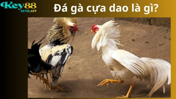 Đá gà cựa dao là gì?