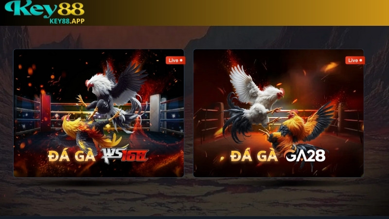 Đá gà Key88 trực tiếp từ Thomo