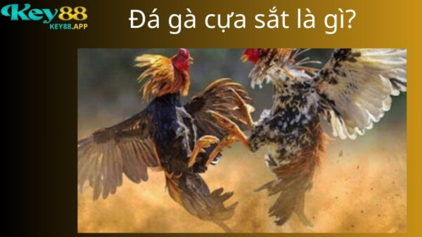 Giới thiệu trò chơi đá gà cựa sắt tại Key88