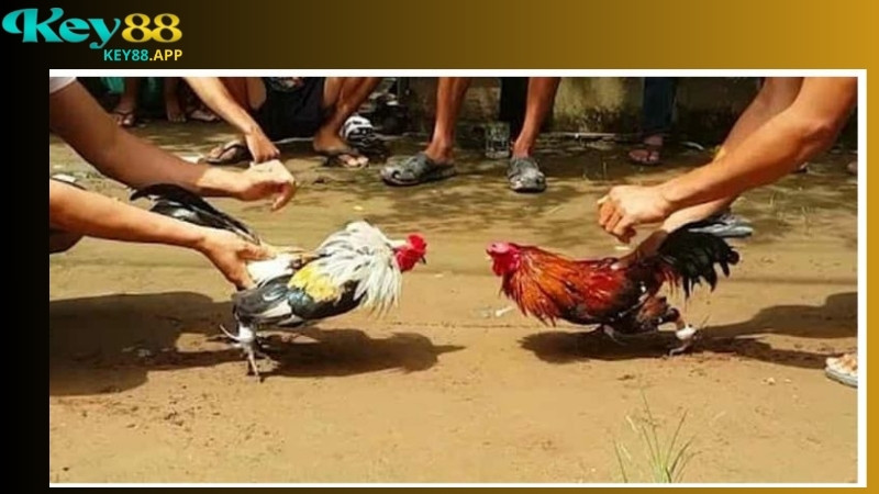 Hướng dẫn cách tham gia đá gà Thomo